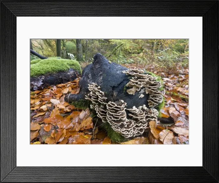 Framed Print : Picture No. 10899418 Framed Print : Picture No. 10899418