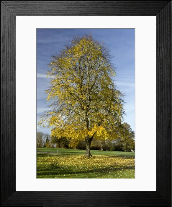 Framed Print : Picture No. 10899414 Framed Print : Picture No. 10899414