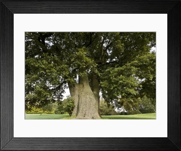 Framed Print : Picture No. 10899421 Framed Print : Picture No. 10899421