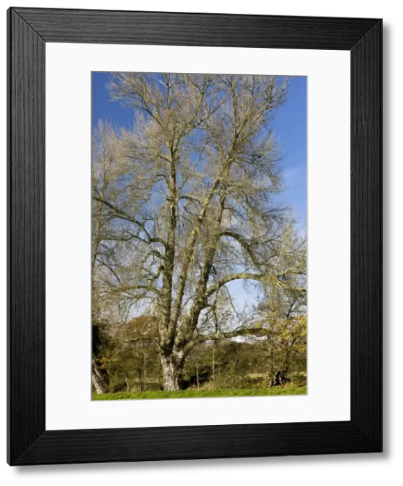 Framed Print : Picture No. 10899413 Framed Print : Picture No. 10899413