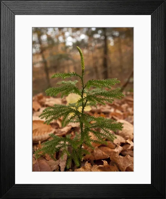 Framed Print : Picture No. 10899422 Framed Print : Picture No. 10899422