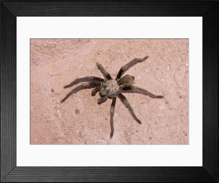 Framed Print : Picture No. 10899424 Framed Print : Picture No. 10899424
