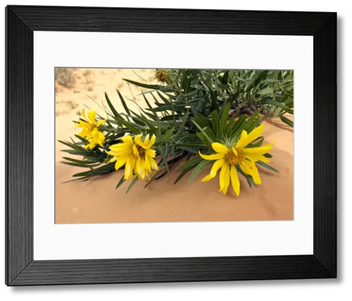 Framed Print : Picture No. 10899427 Framed Print : Picture No. 10899427