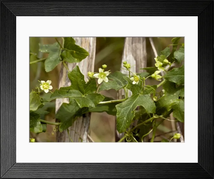 Framed Print : Picture No. 10899457 Framed Print : Picture No. 10899457