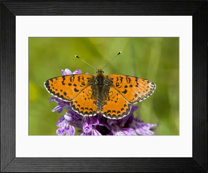 Framed Print : Picture No. 10899459 Framed Print : Picture No. 10899459