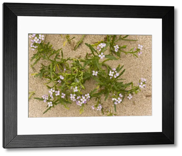 Framed Print : Picture No. 10899458 Framed Print : Picture No. 10899458