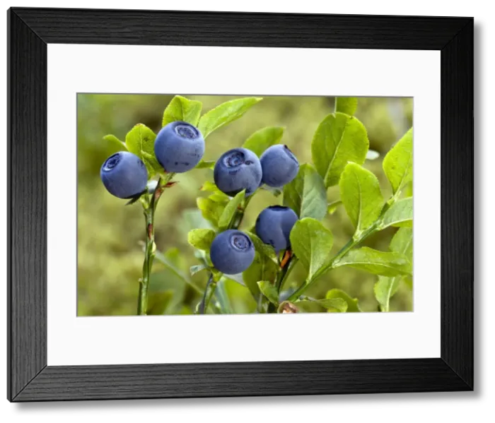 Framed Print : Picture No. 10899461 Framed Print : Picture No. 10899461