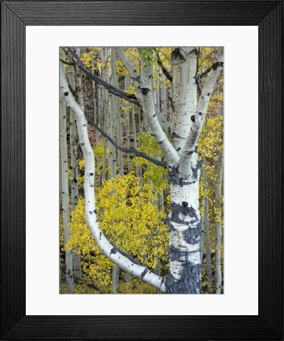 Framed Print : Picture No. 10899454 Framed Print : Picture No. 10899454