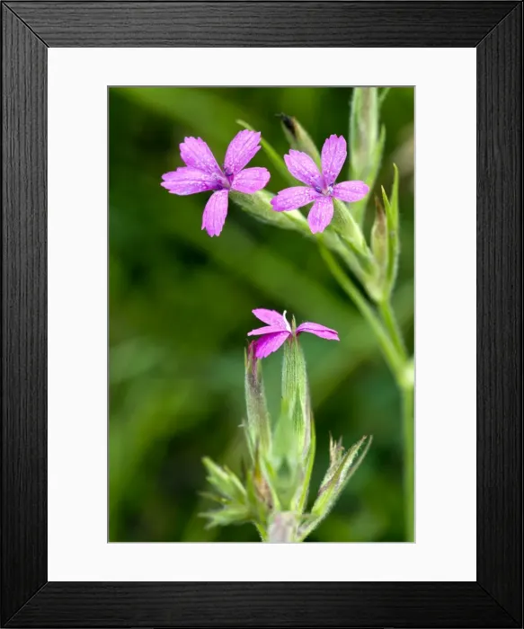 Framed Print : Picture No. 10899460 Framed Print : Picture No. 10899460
