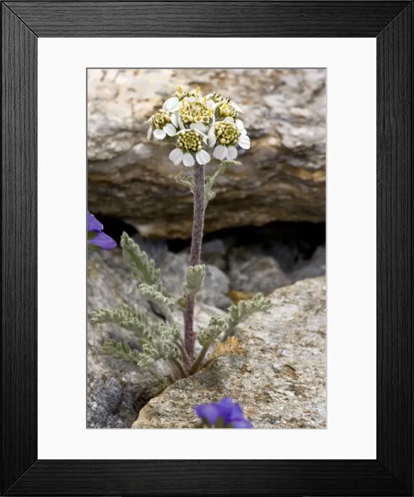 Framed Print : Picture No. 10899462 Framed Print : Picture No. 10899462