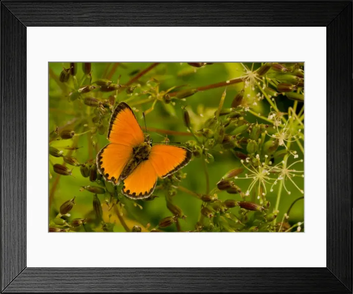 Framed Print : Picture No. 10899469 Framed Print : Picture No. 10899469