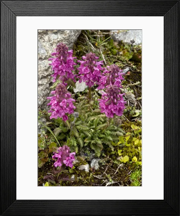 Framed Print : Picture No. 10899463 Framed Print : Picture No. 10899463