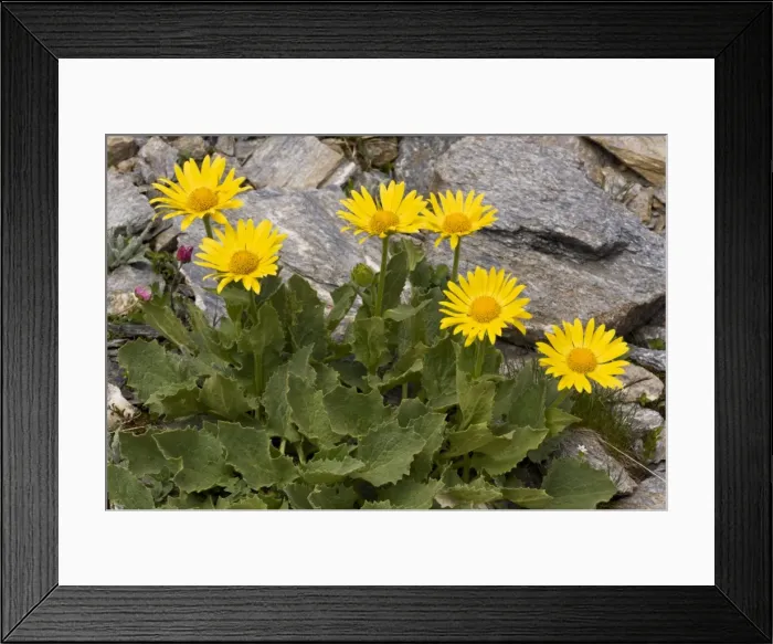 Framed Print : Picture No. 10899465 Framed Print : Picture No. 10899465