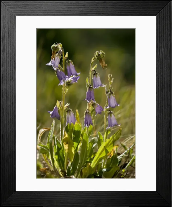 Framed Print : Picture No. 10899464 Framed Print : Picture No. 10899464