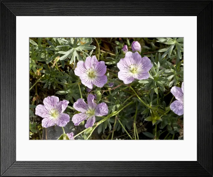 Framed Print : Picture No. 10899471 Framed Print : Picture No. 10899471