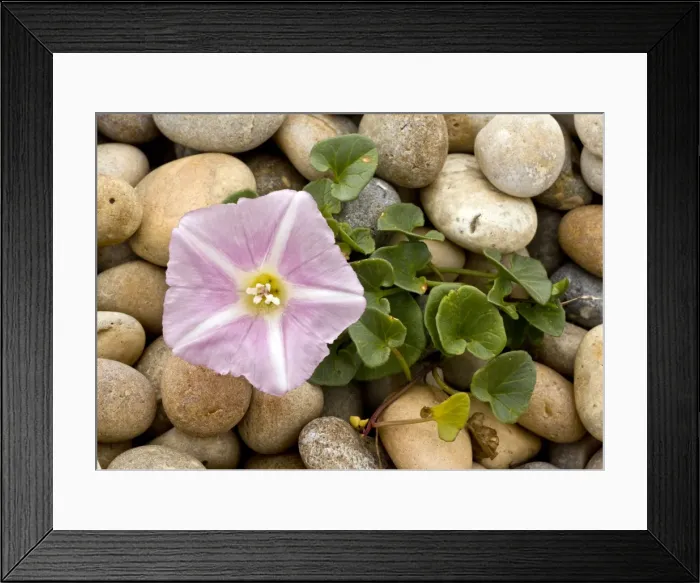 Framed Print : Picture No. 10899474 Framed Print : Picture No. 10899474