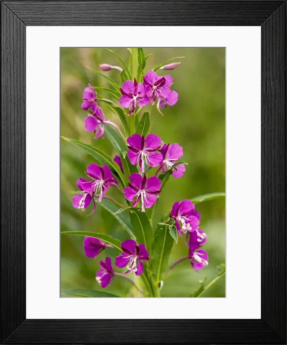 Framed Print : Picture No. 10899468