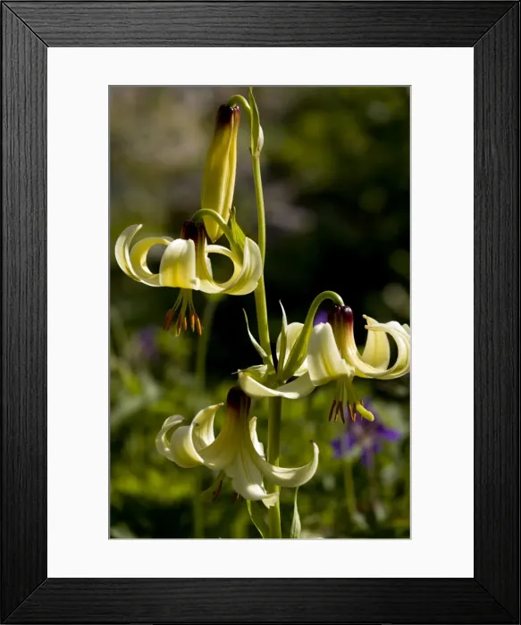 Framed Print : Picture No. 10899472 Framed Print : Picture No. 10899472