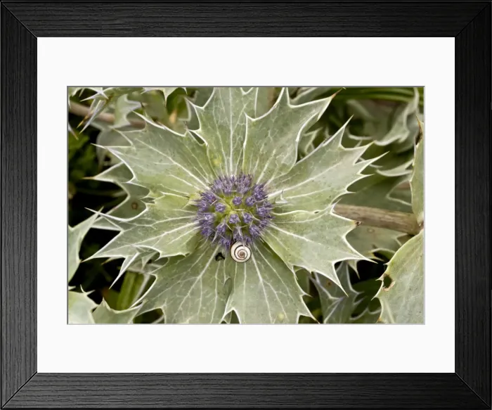 Framed Print : Picture No. 10899475 Framed Print : Picture No. 10899475