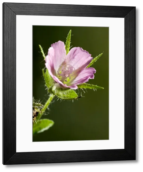 Framed Print : Picture No. 10899476 Framed Print : Picture No. 10899476