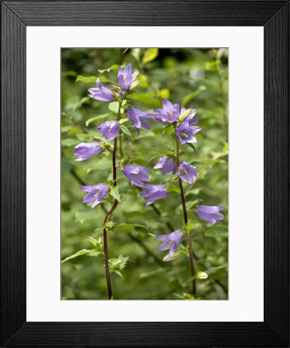 Framed Print : Picture No. 10899478 Framed Print : Picture No. 10899478