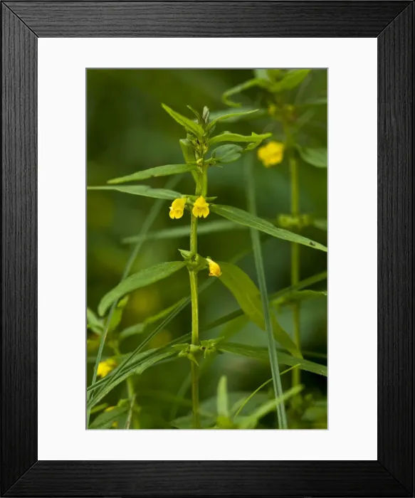 Framed Print : Picture No. 10899473 Framed Print : Picture No. 10899473