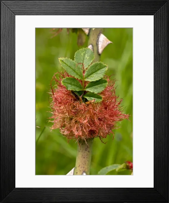 Framed Print : Picture No. 10899481 Framed Print : Picture No. 10899481