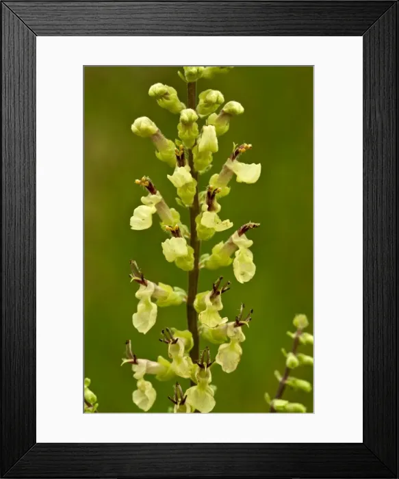 Framed Print : Picture No. 10899480 Framed Print : Picture No. 10899480