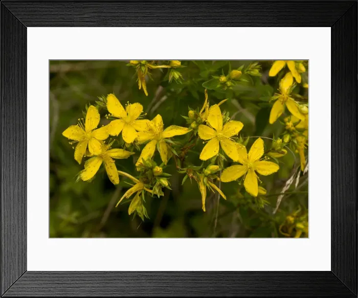 Framed Print : Picture No. 10899479 Framed Print : Picture No. 10899479