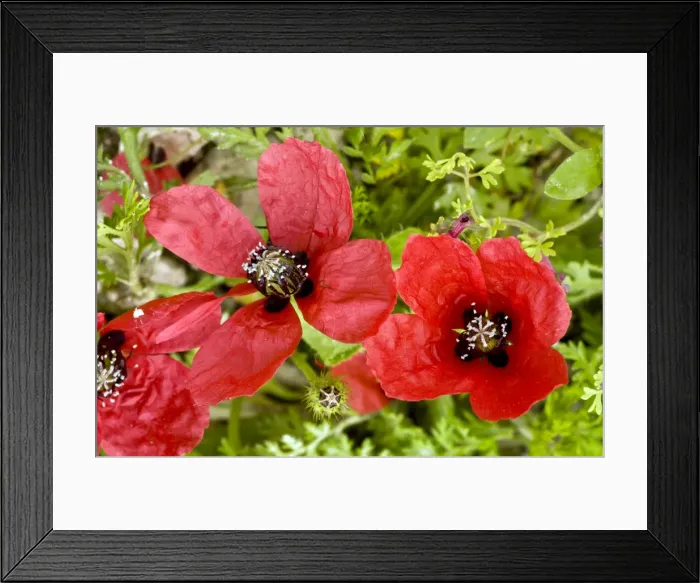 Framed Print : Picture No. 10899477 Framed Print : Picture No. 10899477
