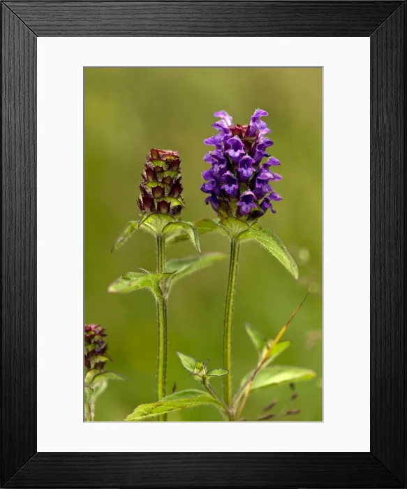 Framed Print : Picture No. 10899482 Framed Print : Picture No. 10899482