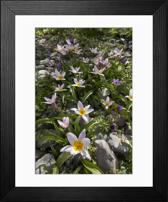 Framed Print : Picture No. 10899489 Framed Print : Picture No. 10899489