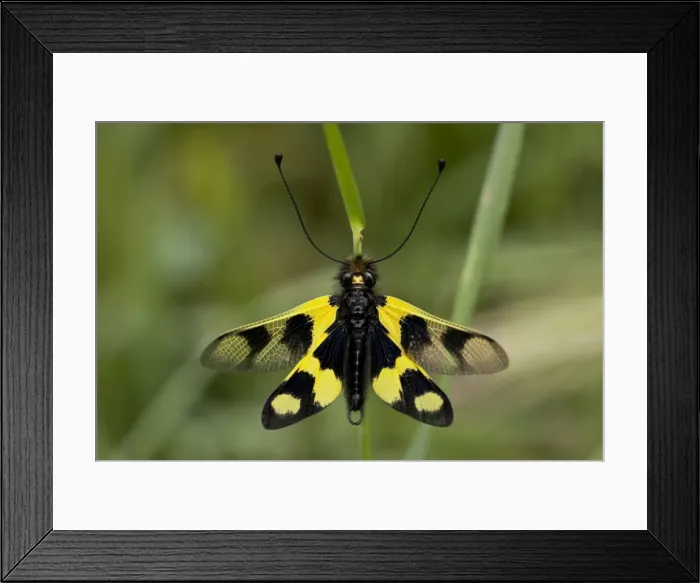 Framed Print : Picture No. 10899484 Framed Print : Picture No. 10899484