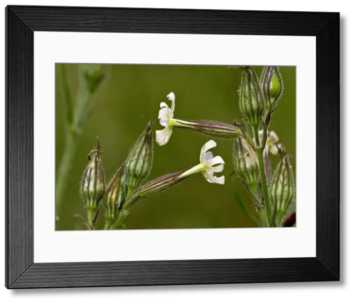 Framed Print : Picture No. 10899483 Framed Print : Picture No. 10899483