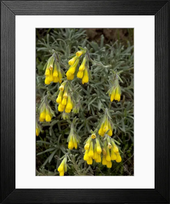 Framed Print : Picture No. 10899488 Framed Print : Picture No. 10899488