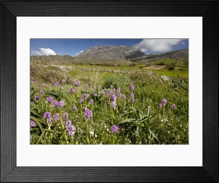 Framed Print : Picture No. 10899492 Framed Print : Picture No. 10899492