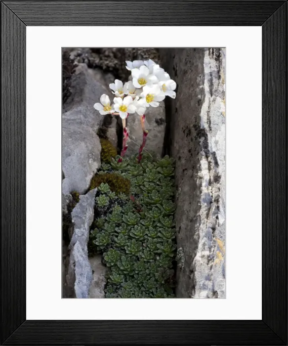 Framed Print : Picture No. 10899497