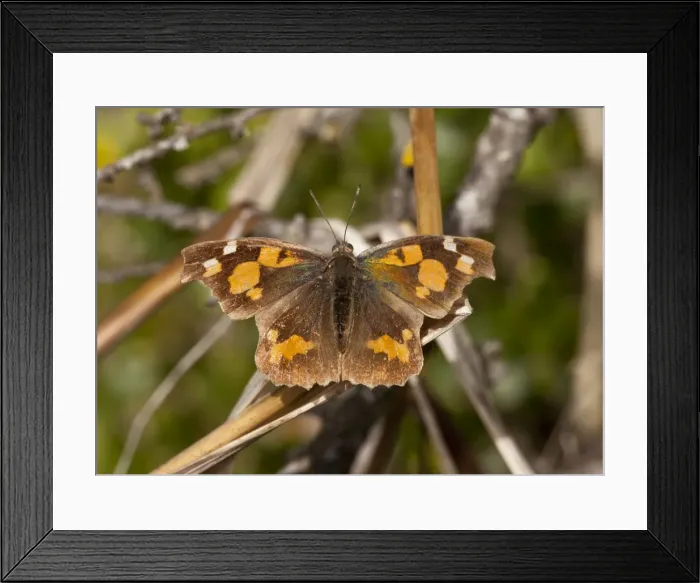 Framed Print : Picture No. 10899494 Framed Print : Picture No. 10899494