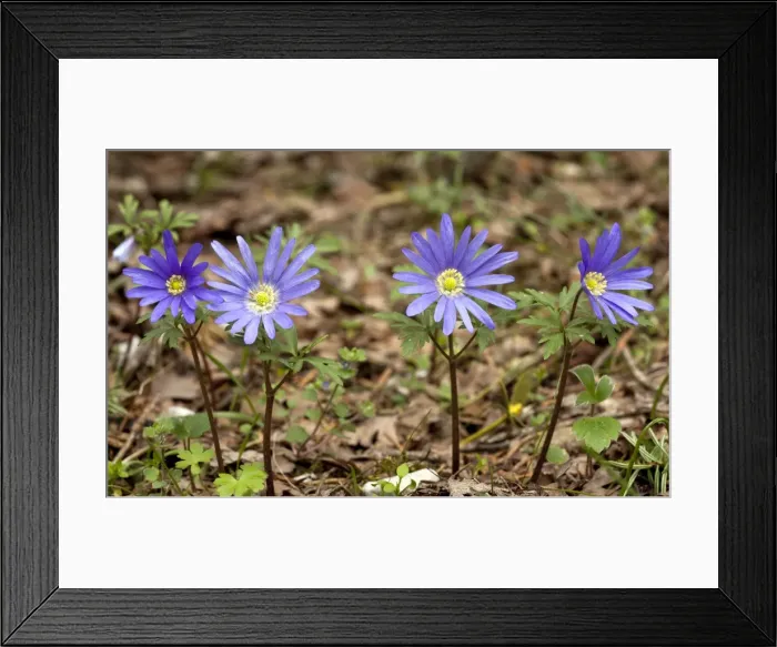 Framed Print : Picture No. 10899493 Framed Print : Picture No. 10899493