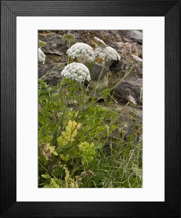 Framed Print : Picture No. 10899501 Framed Print : Picture No. 10899501