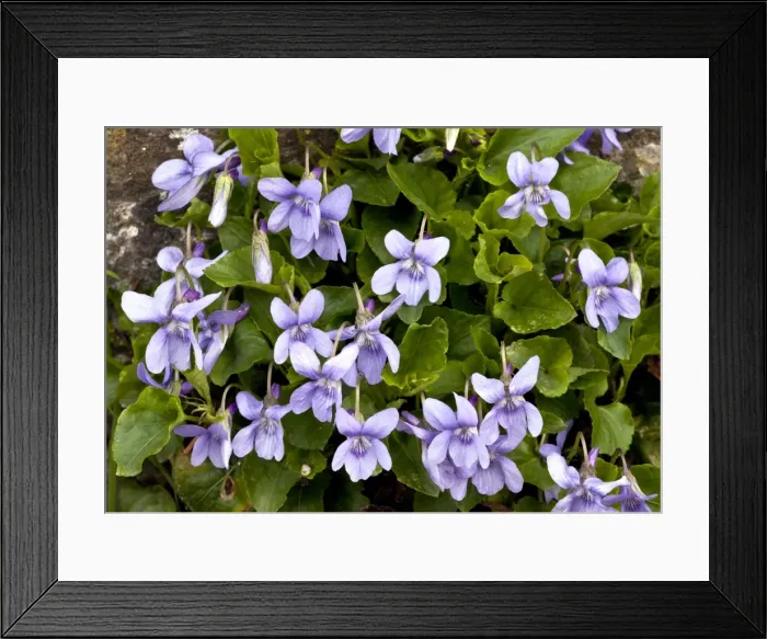 Framed Print : Picture No. 10899498 Framed Print : Picture No. 10899498