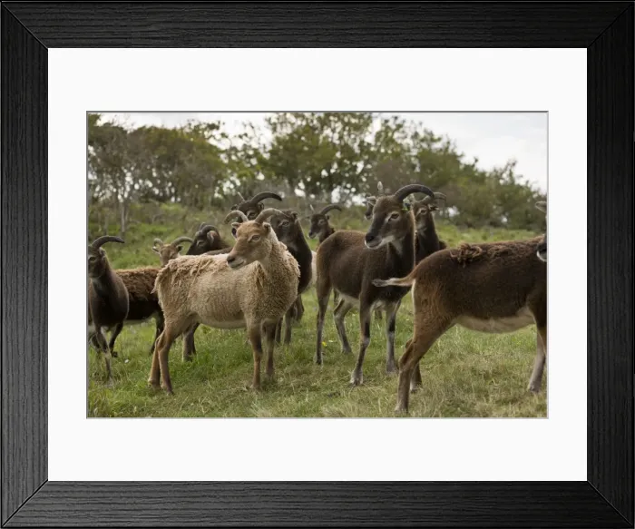 Framed Print : Picture No. 10899500 Framed Print : Picture No. 10899500