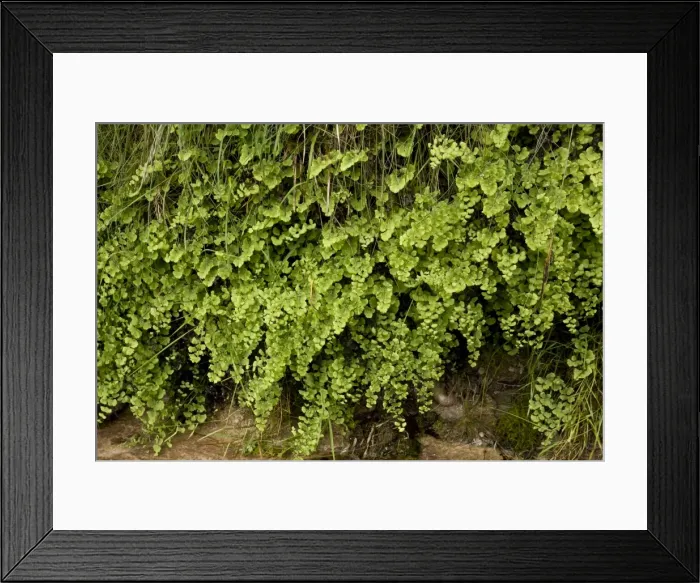 Framed Print : Picture No. 10899499 Framed Print : Picture No. 10899499