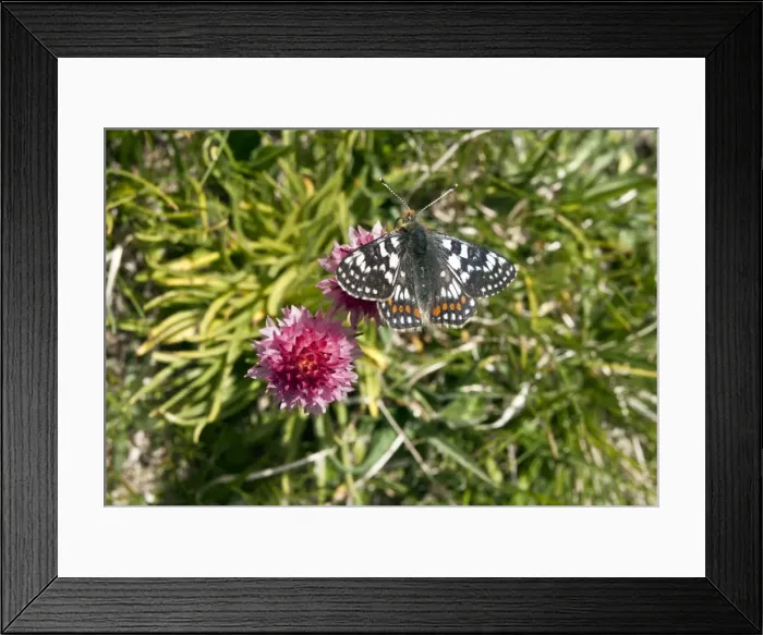 Framed Print : Picture No. 10899505 Framed Print : Picture No. 10899505