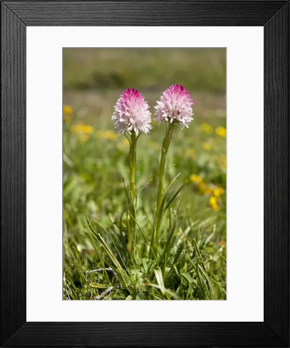 Framed Print : Picture No. 10899504 Framed Print : Picture No. 10899504