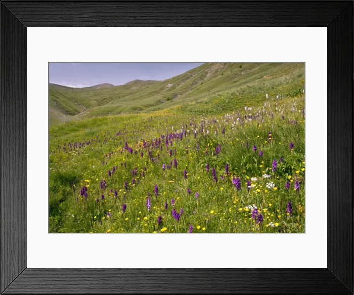 Framed Print : Picture No. 10899503 Framed Print : Picture No. 10899503