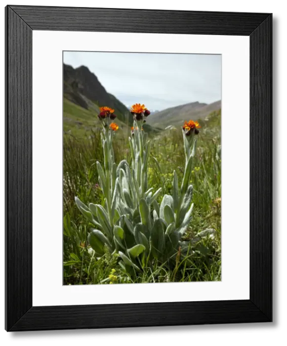 Framed Print : Picture No. 10899506 Framed Print : Picture No. 10899506