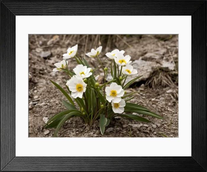 Framed Print : Picture No. 10899507