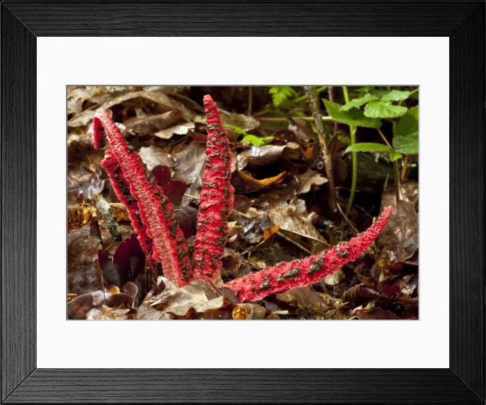 Framed Print : Picture No. 10899511 Framed Print : Picture No. 10899511