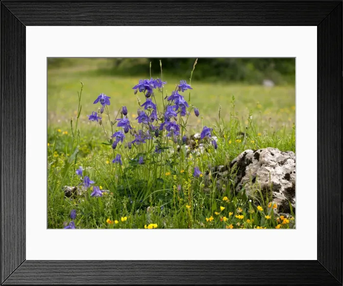 Framed Print : Picture No. 10899513 Framed Print : Picture No. 10899513